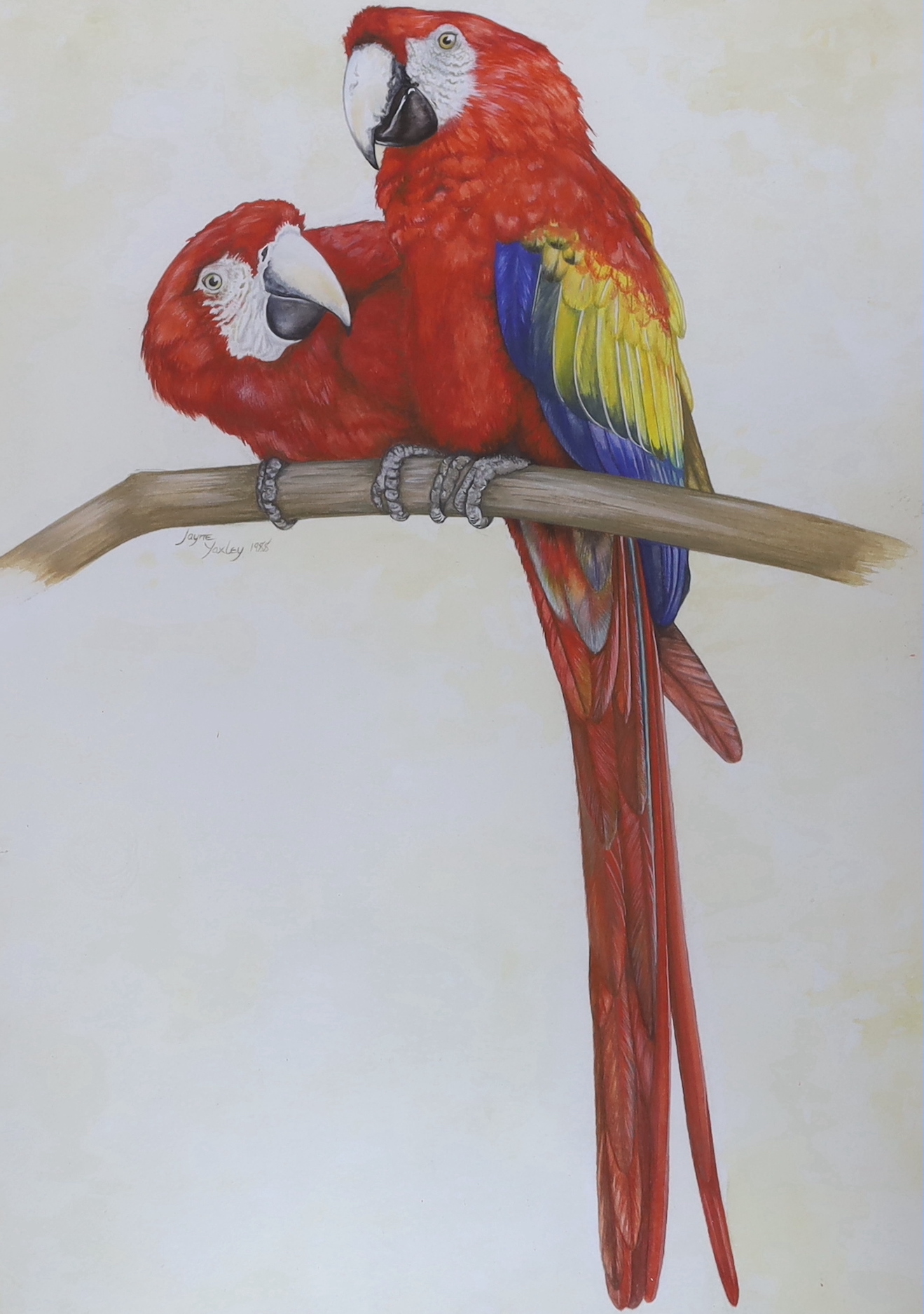 Martin E. Philipp (1887-1978), watercolour, Parrot, another by Jayne Yaxley and two similar 19th century examples, the largest 39cm x 29cm